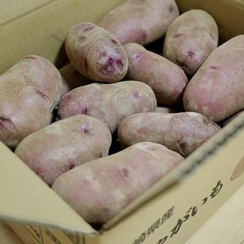 じゃがいも「ドラゴンレッド」 ｜ 野菜/じゃがいも 産直アウル 農家