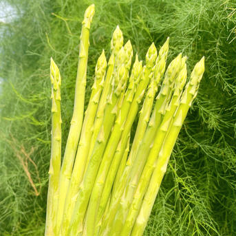 さぬきのめざめMサイズ（夏芽） 1kg 野菜/アスパラガス通販
