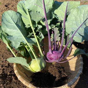 コールラビ　完全無農薬 400g 野菜/その他野菜通販
