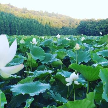 【自然栽培・在来種】神子原れんこん(おまかせ)3kg 3kg 野菜/蓮根通販