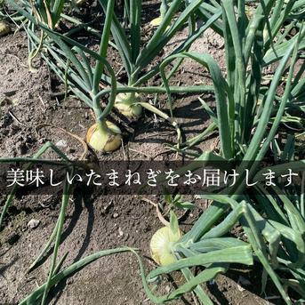 佐賀県みやき町農家 岡さんちのたまねぎ10キロ ｜ 野菜/玉ねぎ 産直