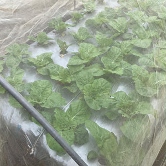 ミニ白菜とサラダ白菜のセット🥬✨訳あり 3kg(4本) 野菜/野菜セット・詰め合わせ通販