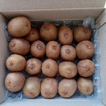 キウイフルーツ20個入 | 果物/キウイフルーツ 産直アウル 農家から直接