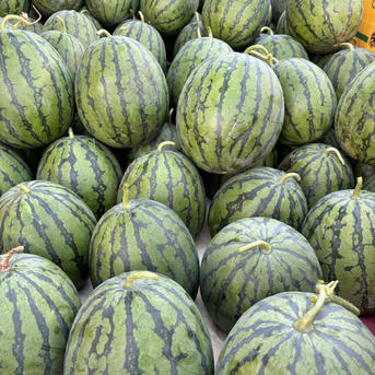 星5🌟　訳あり春スイカ🍉6キロ前後 スイカ6kg前後 果物/スイカ通販
