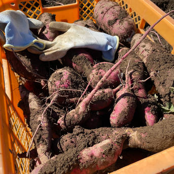 新物 べにはるか 長野県産 さつまいも 紅はるか 10kg 焼き芋 蒸かし芋