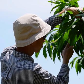 【桃ギフト】贈り物にぴったりの朝どれ桃！約2kg 約5~6玉 桃 2kg 果物/もも通販