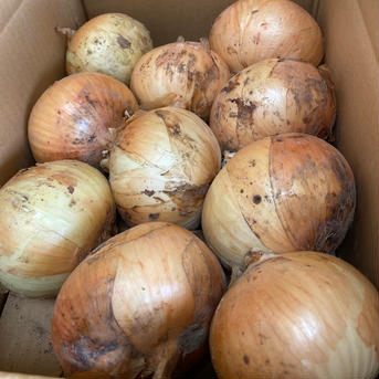 【浄化野菜】びっくりサラダ玉ねぎ箱込み10kg 箱込み10kg 野菜/玉ねぎ通販