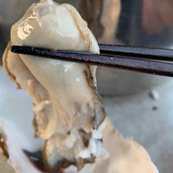 噴火湾産牡蠣Mサイズ(160g～200g/個) 15個 魚介類/牡蠣通販