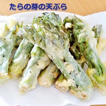採れたて山菜天然たらの芽 1kg 天ぷら・パスタ等で《予約受付》 1000g 野菜/山菜通販