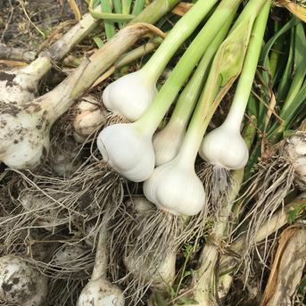 (Sサイズ)フレッシュなままお届け！　生ニンニク Sサイズ　1キロ 野菜/にんにく通販