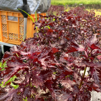 5kg『6月発送の予約販売』【数量限定】農薬不使用の赤紫蘇！沢山お包みいたします！自然栽培の味の良さ！予約販売増量！ ちりめん赤紫蘇5kg（予約販売増量） 野菜/その他野菜通販