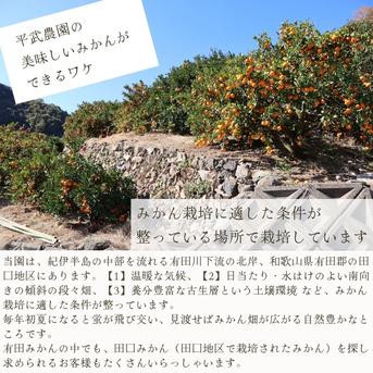 農家直送！なつみオレンジ 訳あり10kg≪サイズ混合≫ ～蛍飛ぶ町から旬