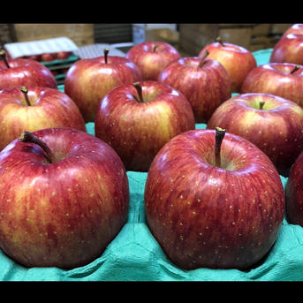 贈り物にオススメ] KimuraFarmの人気4種詰め合わせセット 3kg | 果物