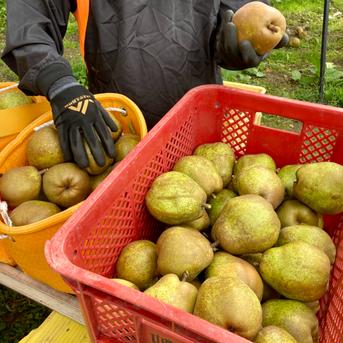 洋なし専業農家が贈る🍐】ラ・フランス 3L 約2kg 特秀 6玉入り