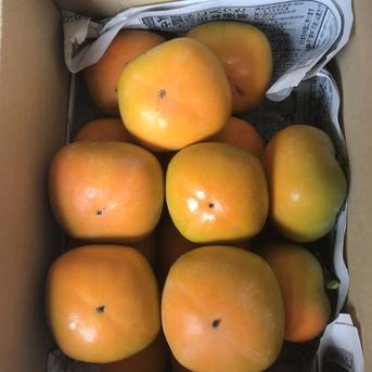 吉田屋のたねなし柿(中谷早生) 箱込み約2kg | 果物/柿 産直 吉田屋のたねなし柿(中谷早生) 箱込み約2kg | 果物/柿 産直
