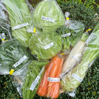 カラダが喜ぶ!!旬の無農薬お野菜セット7~8種類【おまかせ60】 7~8種類 野菜/野菜セット・詰め合わせ通販