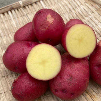 栽培期間中農薬、除草剤不使用　珍しいジャガイモ食べ比べセットグランドペチカ、シャドークィーン、レッドムーンの3種類　対比はこちらにお任せ グランドペチカ、シャドークィーン、レッドムーンの3種類　対比はこちらにお任せ 野菜/じゃがいも通販