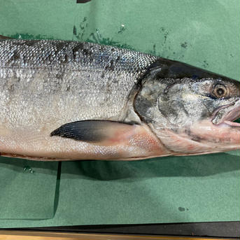 【予約商品】9月5週目より順次発送‼️秋鮭オス　3.0kg以上（生） 3kg以上 魚介類/鮭通販