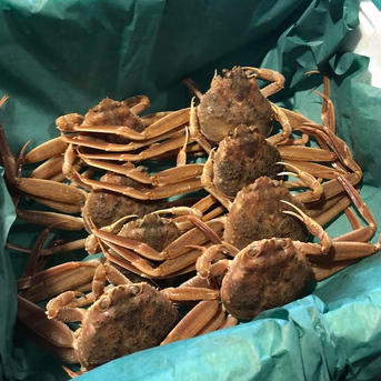 訳あり　生セコガニ　約2キロ入り 約2キロ（10〜18尾入り） 魚介類/カニ通販