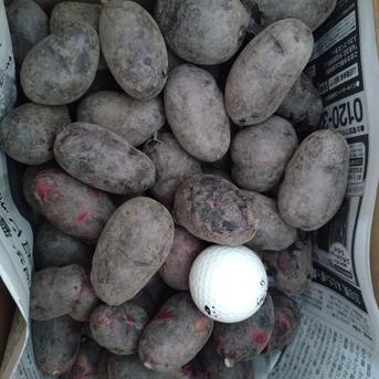 ﾗｽﾄ2 ミニ🥔ｼﾞｬｶﾞｲﾓ2種詰め合わせ ｼｬﾄﾞｰｸｲｰﾝ30個くらい〜､ﾃﾞｽﾄﾛｲﾔｰ10〜15個くらい 野菜/じゃがいも通販