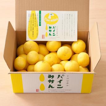 クール便発送　パインみかん２箱セット 2キロ×２箱　(合計4キロ) 果物/オレンジ・その他みかん通販
