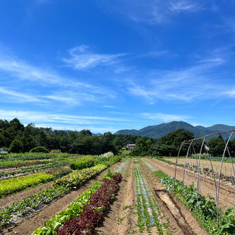 (80)[信州産]寒波に耐えた旨野菜の玉手箱 80サイズ箱にいっぱい！(箱込5kg以内) 野菜/野菜セット・詰め合わせ通販