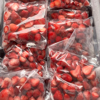 福岡県産　冷凍いちご 3kg 冷凍いちご 500g×6 計3kg 果物/いちご通販