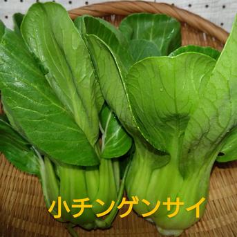 小チンゲンサイと大根2種 約2kg入るだけ… 野菜/野菜セット・詰め合わせ通販