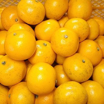 【八朔(はっさく) 小玉Sサイズ以下 ご家庭用 4kg】 4kg(箱込み)＋補償分増量 果物/その他柑橘類通販