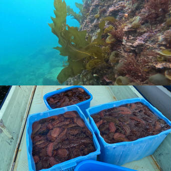 ワカメ、シリタカ、ナマコのセット 2.5k 魚介類/その他魚介通販