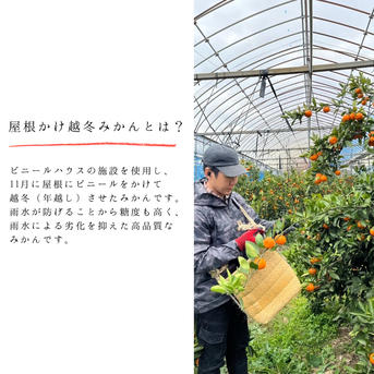 超完熟宮川早生】屋根かけ越冬みかん 3キロSサイズ家庭用 有田みかん