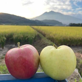 [10月上旬発送] 青森の秋をお届け！弘前ふじ×トキ5kg(りんご約16個前後) 5kg(りんご約16個前後) 果物/りんご通販