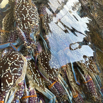 【浜名湖産】渡り蟹(ガザミ)沖漬け大1杯入り約250g×1パック 大1杯約250g×1パック 魚介類/魚介の加工品通販