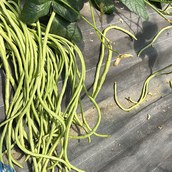 ワカイファーミーのささげ豆　1キロ 1キロ 野菜/その他野菜通販
