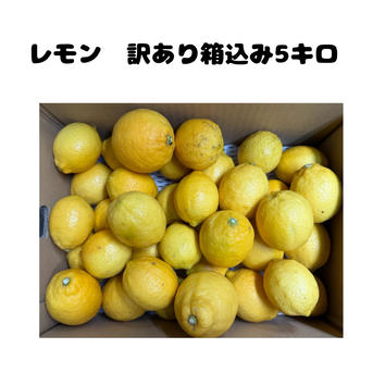 きみのさん専用、箱込み10キロ、訳あり 木下さんちのレモン『訳あり箱込み10キロ(5キロ箱×2箱)』 ｜ 果物/香酸