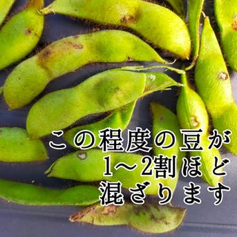 ①10月14～17日発送【訳アリ】無選別 1.8kg 黒豆 枝豆 京丹波産 黒枝豆