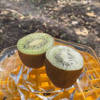 【甘い！】平均糖度17.7！ミツバチからの贈り物ハニーキウイ〈キャンディ〉姫なり2kg（約200g×10） 2kg（約200g×10） 果物/キウイフルーツ通販