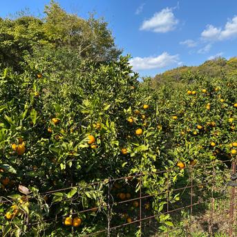 無農薬 青島みかん（晩生温州） 果樹 特大株 無農薬 青島みかん（晩生温州） 果樹 特大株