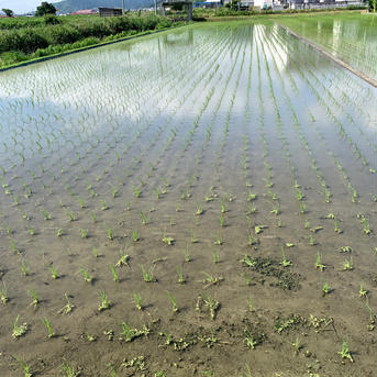 令和3年度産　淡路島新米コシヒカリ10㎏　(5㎏×2) 10㎏　(5㎏×2) 米・穀物/米/精米通販