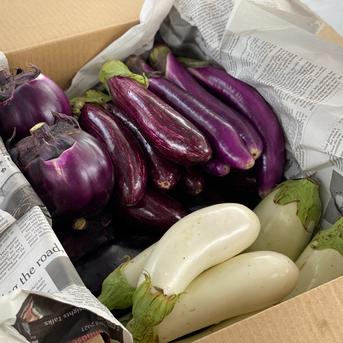 箱いっぱいのナス詰め合わせセット!!【2kg約12本】 ナス食べ比べ2kg 野菜/茄子通販