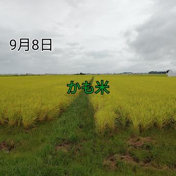 無農薬米新潟県産コシヒカリ15k | 米・穀物/米/精米 産直アウル 農家