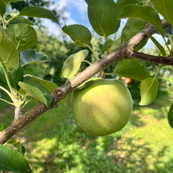 夏のりんごシナノリップ りんご8〜9個程度 果物/りんご通販