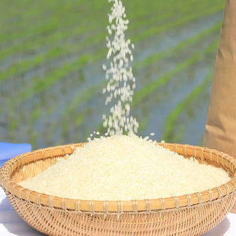 【今年は大粒を選抜】優しい甘みの 新米あきたこまち5㎏特別栽培米減農薬減肥料県基準６割減 白米5㎏ 米・穀物/米/精米通販