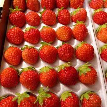 朝採れ当日発送！30玉6パック！夏秋いちご　青森県産　すずあかね　苺　夏いちご 30玉6パック 果物/いちご通販