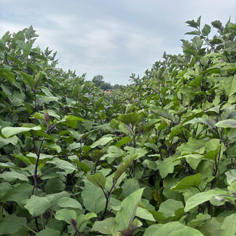茨城県産 訳あり長茄子 15キロ朝採り新鮮 茨城県産 訳あり長なす ｜ 野菜/茄子 産直アウル 農家・漁師など生産者