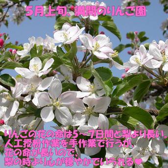 【シナノほっぺ3ｋｇ】サンふじの血を引く信州オリジナル新品種。潤沢な蜜入りに期待！ シナノホッペ3kg 約3ｋｇ 果物/りんご通販