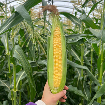 甘い！大きい！生で食べてみて！ゴールドラッシュ10本 5kg 野菜/とうもろこし通販