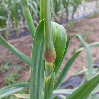 極太！ジャンボにんにくの芽15本｜やわらか甘い春のごちそう｜国産