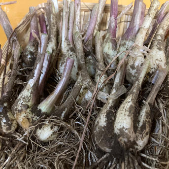 【6月中旬から出荷予定】(送料込)熊本県産 泥付き らっきょう 化学肥料・農薬不使用 20kg 20kg 野菜/その他野菜通販