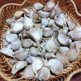 【全国一律送料】里山の平戸ニンニク バラ【農薬不使用】昔ながらの自然乾燥800g 平戸にんにく　800ｇ　送料込み 野菜/にんにく通販